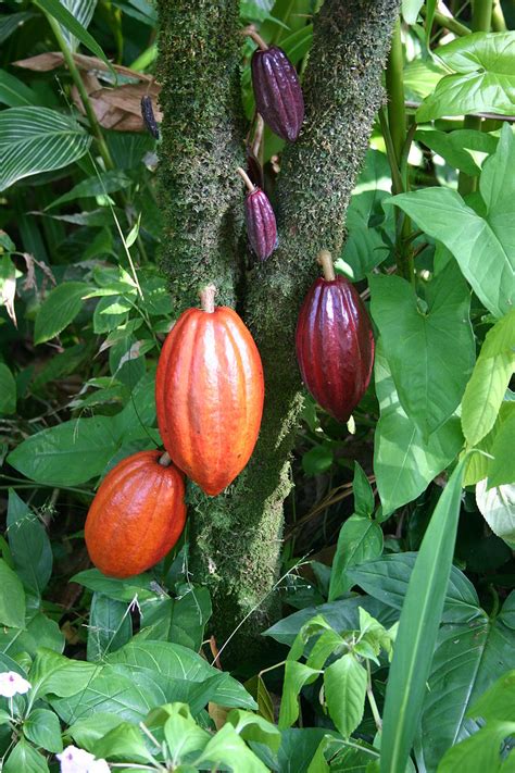 Cocoa Bean Wikipedia