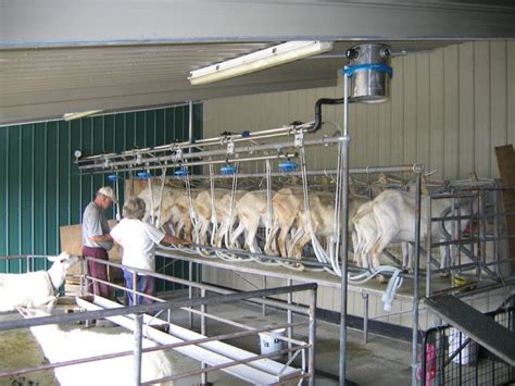 Milking Parlour For Goats