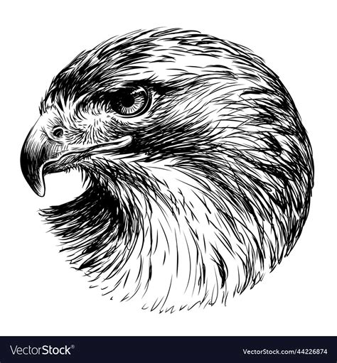 Red Tailed Hawk Graphic Black And White Portrait Vector Image