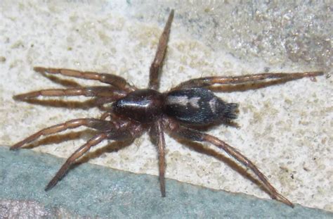 10 Spiders In Rhode Island A Z Animals