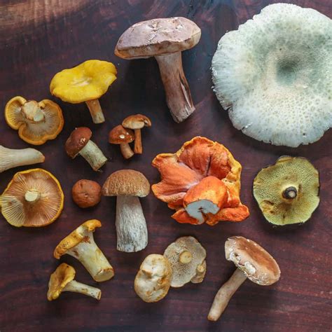 Edible Mushrooms Pictures
