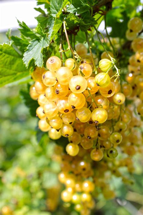 20 Golden Currant Berry Seeds Ribes Aureum Edible Fruit Bush Etsy Uk
