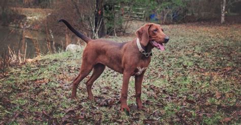 Redbone Coonhound Dog Breed Complete Guide Az Animals