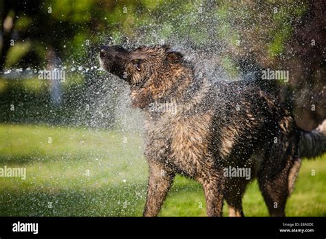 Wet German Shepherd Dog Shaking Off Water Austria Stock Photo Alamy
