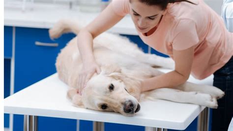 Pregnant Dog Discharge Before Labor Is It Normal And What To Do