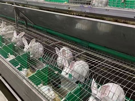 Other Poultry Cages 我的网站