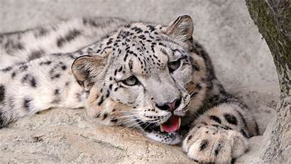 Leopard Snow 4k Wallpapers Animals Desktop Backgrounds