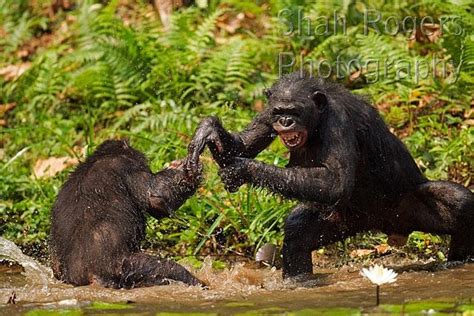 bonobos play fighting in water pan paniscus lola ya bonobo santuary democratic republic of