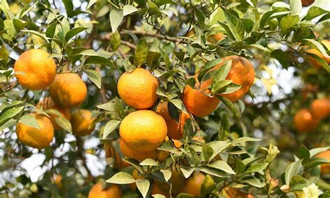 The dry, hot climate is excellent for growing oranges, and you can grow some of the best citrus fruit in the country. What Is The Fastest-Growing Fruit Tree For Your Garden ...