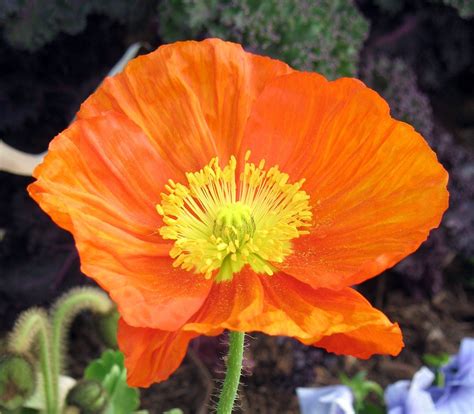 In The Garden Stunning And Stylish Iceland Poppies D Magazine Pansies Daffodils Mexican