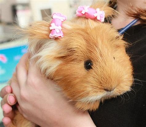 The 25 Best Guinea Pig Clothes Ideas On Pinterest Shaved Guinea Pigs