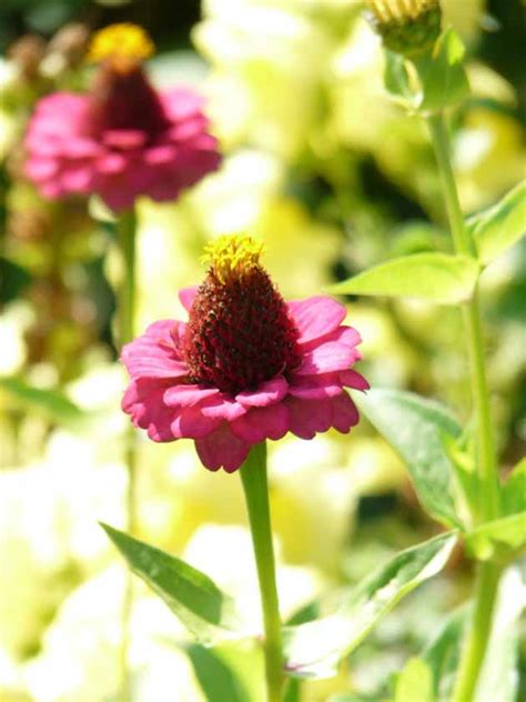 How To Grow Zinnias Lady Lees Home