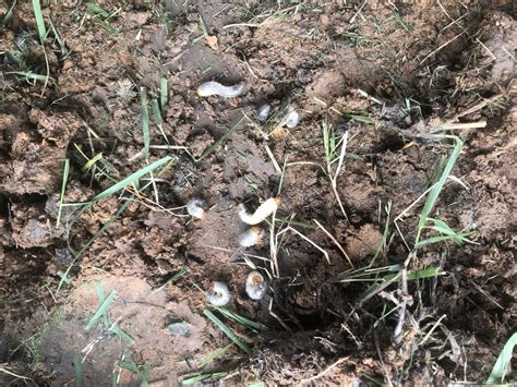 If you want to plant zoysia grass in your lawn, you will need to be ready for a slow process when planting from seed, which is why i recommend seeding with a good starter fertilizer with weed preventer. White Grubs- Zoysia