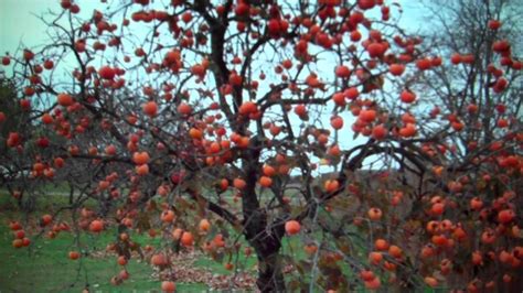 Persimmon Trees For Sale $3.00 From Tn Tree Nursery - YouTube