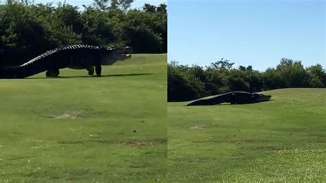 giant 15 foot alligator named chubbs reappears at florida golf