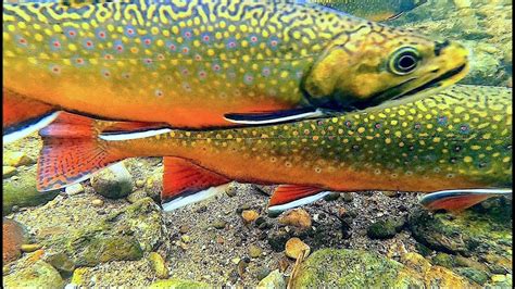 Brook Trout Spawning Up Close Youtube