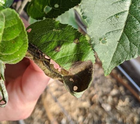 Pear fruit spot info symptoms of pear leaf blight and fruit spot are fairly easy to discern. Is This Fire Blight in My New Trees? - General Fruit ...