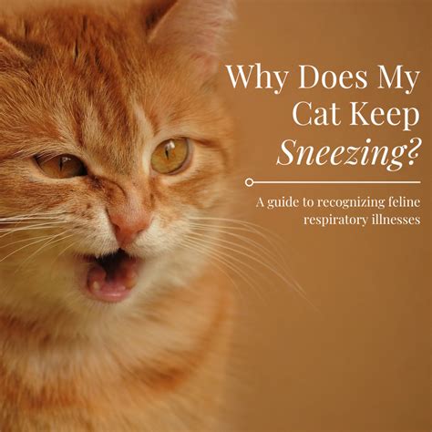 Cat Sneezing Swollen Lymph Nodes Rocio Hagen