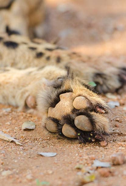 Royalty Free Cheetah Paw Pictures Images And Stock Photos Istock