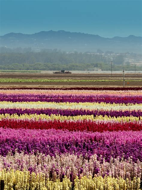 Field Of Flowers California Eruption Of Color Is A Rite Of Spring At