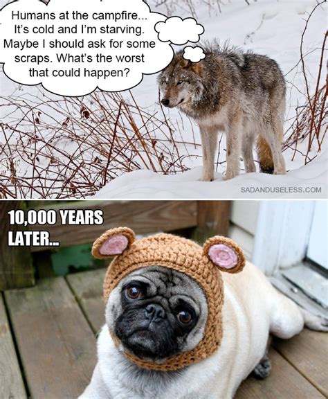 Funny Animal Memes To Brighten Up Your Day The Funniest Blog