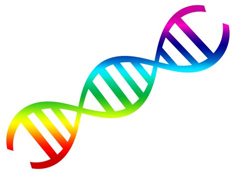 Dna Clipart Line Dna Line Transparent Free For Download On