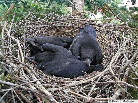 American Crow Nest Is Built By Both Sexes Between February And Early