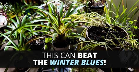 The Heartwarming Benefits Of Indoor Winter Plants For The Winter Blues
