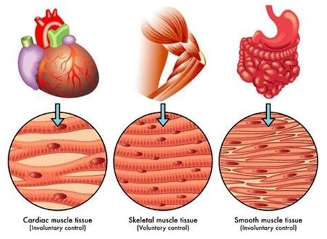 How Muscles Work ﻿part 1 Of 2 Shapelog