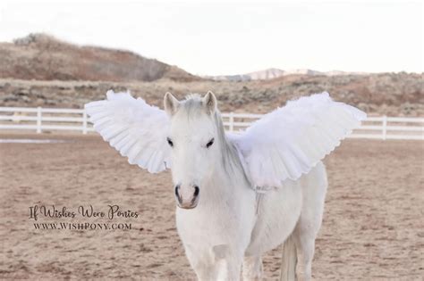 24 Professional Grade Pegasus Wings For Miniature Horses And Ponies