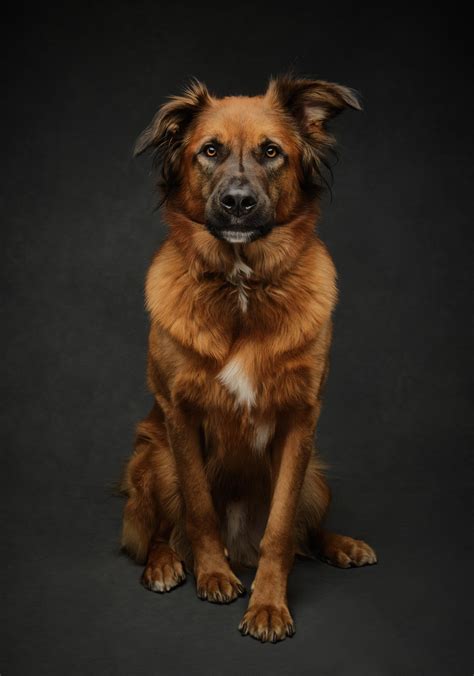 Dog Photography Gallery Portraits Of Dogs By Vancouver Fine Art