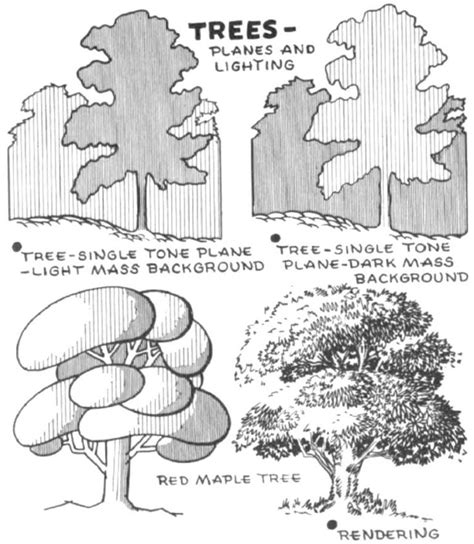Trees Are Shown In The Diagram Above And Below It Is An Image Of