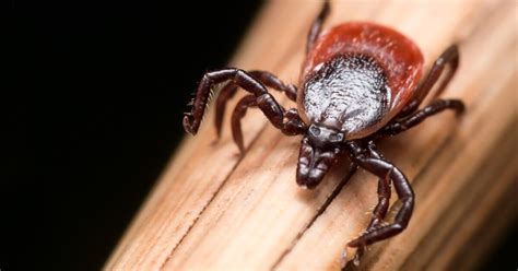 Pest Alert Ticks And Lyme Disease