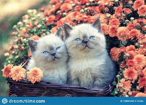 Two Little Kittens In A Basket With Flowers Stock Photo Image Of