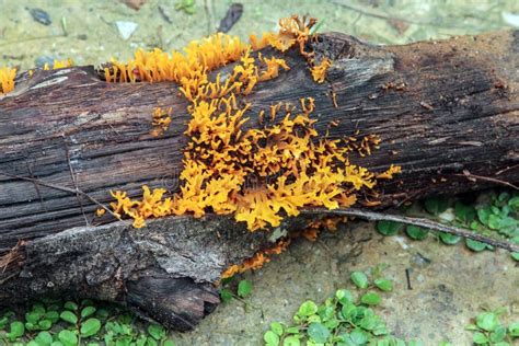 Yellow Stagshorn Calocera Viscosayellow Jelly Fungus Stock Image
