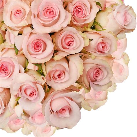 Fresh Cut Light Pink Roses 20 Pack Of 75 By Inbloom Group