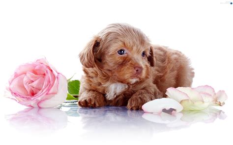 Rose Puppie Dogs Wallpapers 8000x6000