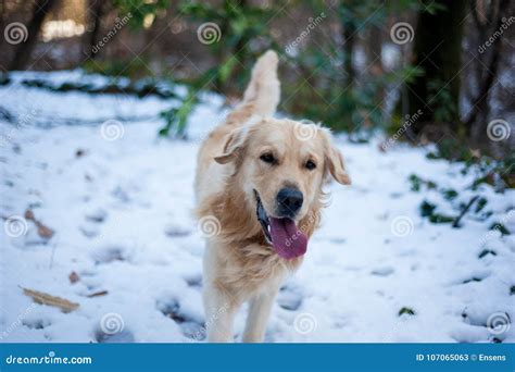 Golden Retriever In The Snowy Forest Stock Image Image Of Wild Snow