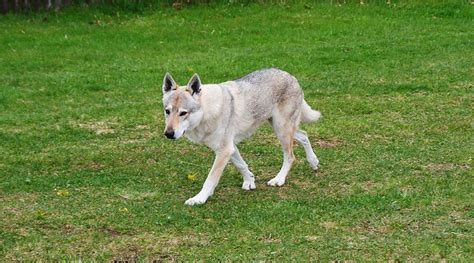 Czechoslovakian Wolf Dog Tips Care And Characteristics