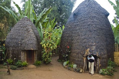 Traditional Dorze Houses Ethiopia Ethiopia Africa Traditional
