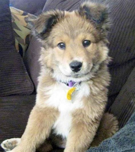 Premier golden retriever breeders for golden retriever puppies in four colors white cream, light being an exclusivly golden retriever breeder, we only breed akc registered golden retrievers (no puppy customers who are near our facility have purchased from us in the following regions of the. Golden Retriever Husky Mix For Sale Near Me | PETSIDI