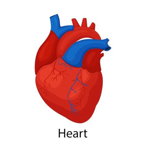 Anatomía Del Corazón Humano Sano órgano Interno Concepto De