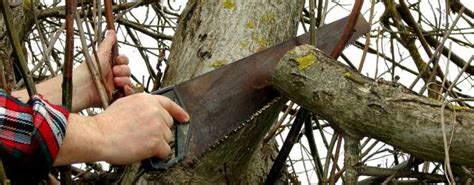 6 Worst Tree Pruning Mistakes Made By DIYers