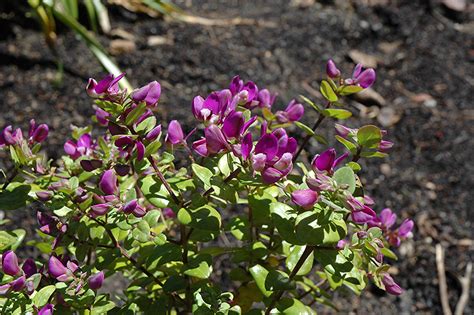 Petite Butterfly Sweet Pea Shrub Buchanans Native Plants