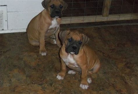Find all breeds of puppies for sale and dogs for adoption near you in akron, canton, cincinnati, cleveland, columbus, toledo, youngstown or ohio. Beatiful Boxer Puppies FOR SALE ADOPTION from AKRON Ohio ...