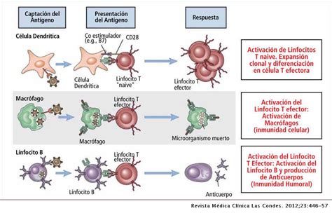 Sistema Inmune Concepto Y Tipos De Inmunidad Biologia Images