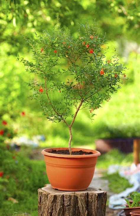 Tips For Pomegranate Growing Caring For Pomegranate Plants In Containers