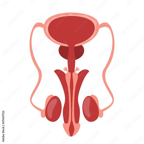 Vektorová Grafika „male Reproductive System Vector Isolated Human Internal Organ Concept Of