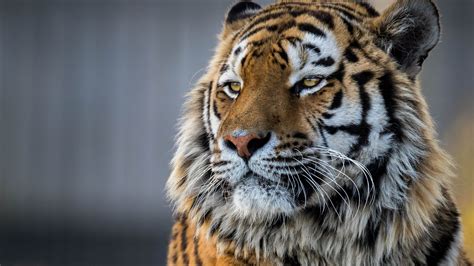 3840x2160 Tiger Closeup 4k 4k HD 4k Wallpapers, Images ...