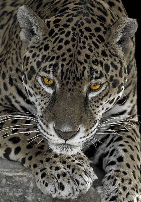 Jaguar Wild Cats Animals Animals Beautiful